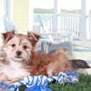 Duke Proud Teacup Havayork Puppy