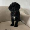 F1 Bernadoodle Puppies 