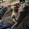 Male Italian Greyhound