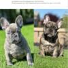 French bulldogs looking for their forever home