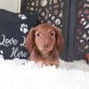 Hunter Playful Dachshund 