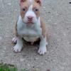 American bully