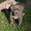 Premium XL Pitbulls / Am. Bullies ABKC Smasher line Gotti Merle