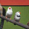 Young English Zebra Finches