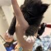 Gorgeous Maine coon kittens just born txt 740-979-9668