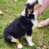 Australian Shepherd Puppy (Ready for new home, last of her litter, will make great companion)