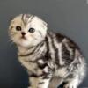 Scottish fold TICA regestered