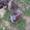 German shorthaired pointer 