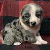 Australian shepherd puppies!!!