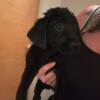 Akc female black lab puppy