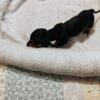 Purebred and CKC puppies available Mini Dachshund