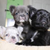 Adorable Fluffy Frenchies ready for new home!