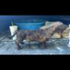 AKC champion Wirehair brindle 