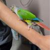 Green cheek conures
