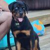 German Rottweiler