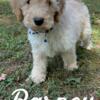 Barney - F1bb Standard Goldendoodle - Morehead, KY