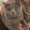 British shorthair