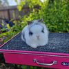 Purebred Lionhead Bunnies