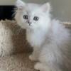 Silver Chinchilla Persian Males Ready for Forever Homes NOW!