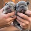 Fluffy AKC French Bulldog Puppies