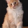 Maine Coon Kitten Male European Import All DNA Tests Negative Florida Health Certificate WORLD CHAMPION SIRED!