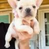 Frenchie cream fluffy carrier female Akc 