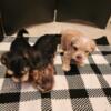 Morkie puppies for sale