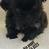 Teacup/Toy Morkie puppies at Dean's kennel located in Louisville ky eastend