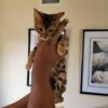 Bengal kitten