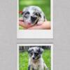 Merle Australian shepherd female