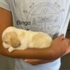 Lemon Beagle Puppy Born 08/23/2024 - Bingo