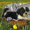 AKC Registered Shih Tzu Males Gold and White