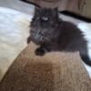 Black Smoke Persian Kitten (female)