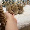 Baby Bunny Netherland Dwarfs Rabbit Bunnies For Sale