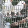 Albino quaker female