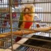 Female Pineapple  Green Cheek Conure