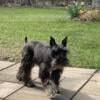 Miniature Schnauzer for stud