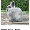 Netherland Dwarf Available