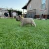 Handsome Blue Fawn Male French Bulldog