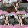 Boston Terrier Puppies