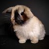 Pedigree Holland lop bunnies