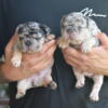 Merle French Bulldogs 4500