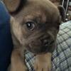 Micro French bulldog