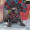 AKC French Bulldogs 