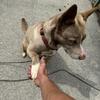 Female husky/pit