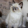 Ragdoll kittens