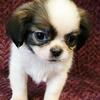 Health Certified Shihtzu Puppies!