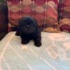 CKC SHIH TZU PUPPIES. PUREBRED. REGISTER - PUPPIES ARE READY FOR THEIR NEW HOMES