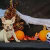 White platinum Male French Bulldog 9 weeks old