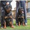 THE BEST LOOKING ROTTWEILER PUPPIES